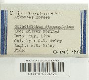 Orthotrichum strangulatum image