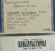 Sphagnum squarrosum image