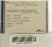 Lophocolea heterophylla image