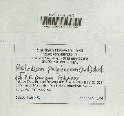 Helodium paludosum image