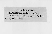 Dicranum scottianum image