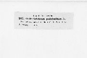 Orthotrichum pulchellum image